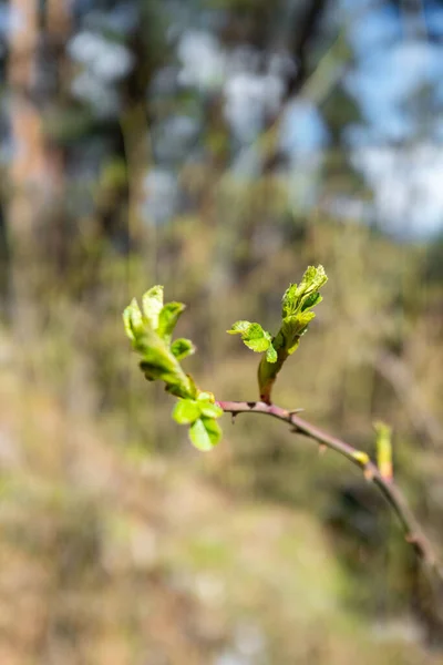 New leaves form on bramble branch in early spring in Madrid, Spain