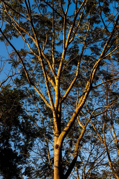 真っ青な空に背の高い木の垂直ショット — ストック写真
