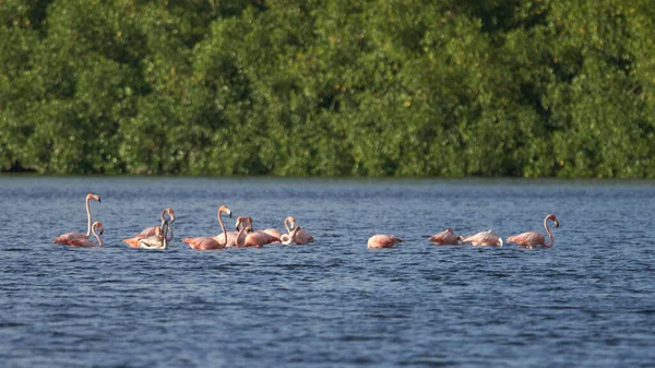 Eine Schöne Aufnahme Einer Flamingos Flamingos Die Auf Einem Waldhintergrund — Stockfoto
