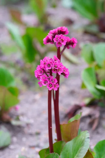 Vertical Closeup Badan Flowering Plant Garden Blurred Background — Foto Stock