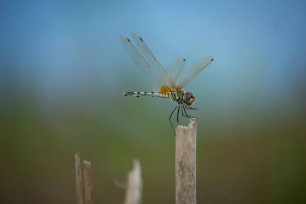 Grasshopper Sits Jute Stick Blue Background — Stock Photo, Image