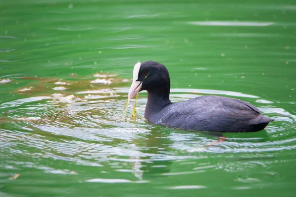Common Black Coot Swimming Pond Genus Fulica Waterbird Europe Birdwatching — Stock Photo, Image
