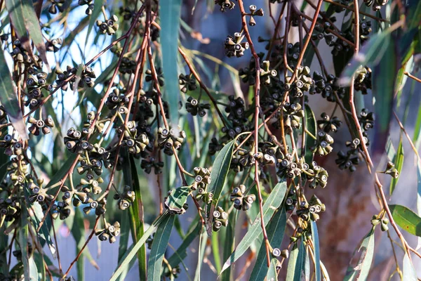 close up of eucalyptus leaves and gum nuts