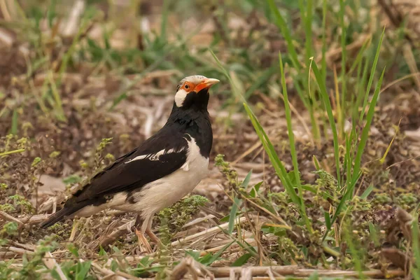 Selective Focus Shot Asian Pied Starling Perched Ground — Stock Photo, Image