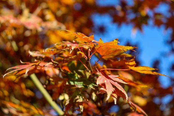 Close Red Maple Leaves Autumn Blue Sky — Stock Photo, Image