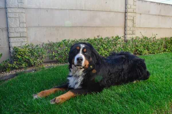 Cute Photos Happy Bernese Mountain Dog Backyard — Stock Photo, Image