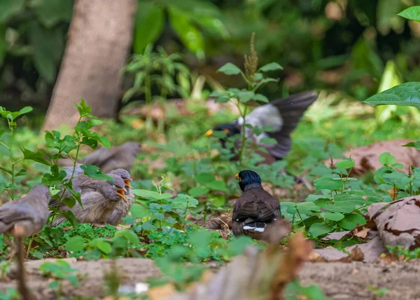 Primo Piano Della Lotta Tra Babbler Giungla Mynas Indiano Nel — Foto Stock