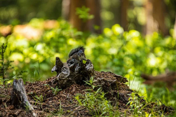 Une Vue Petit Écureuil Brun Sur Les Bois Arrière Plan — Photo