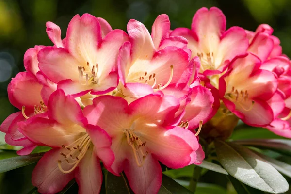 Primo Piano Fiori Rododendro Sole — Foto Stock