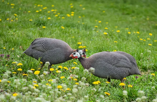 Beautiful Shot Helmeted Guinea Fowls Meadow Yellow Flowers Green Grass — Zdjęcie stockowe