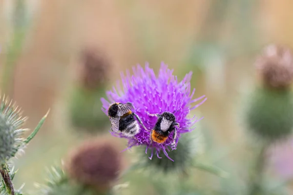Closeup Two Bumblebees Sitting Blossoming Purple Thistle Cirsium Horridulum — Stock Photo, Image