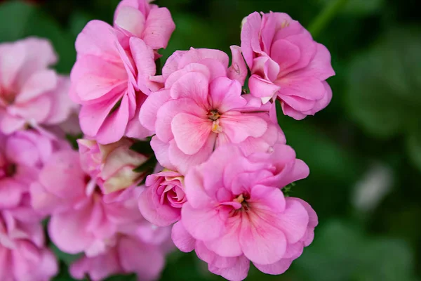 Pozadí Které Zaměřen Krásné Muškát Květiny — Stock fotografie