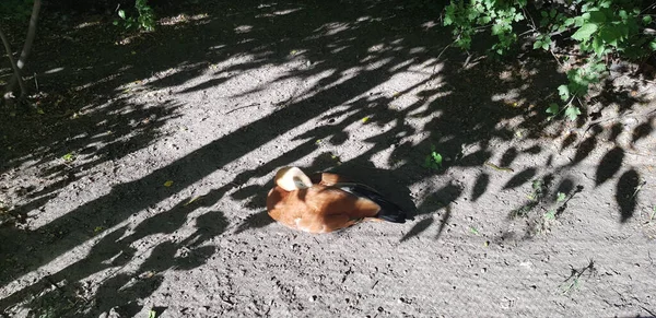 Ruddy Shelduck Dans Parc — Photo