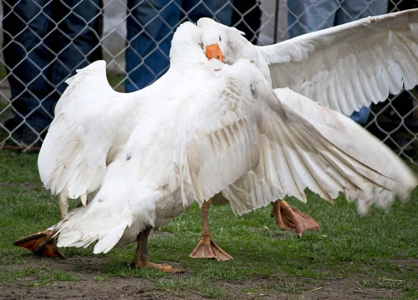 Χήνες Αγωνίζονται Κατά Διάρκεια Της Ετήσιας Ημέρας Αγώνα Geese Στο — Φωτογραφία Αρχείου