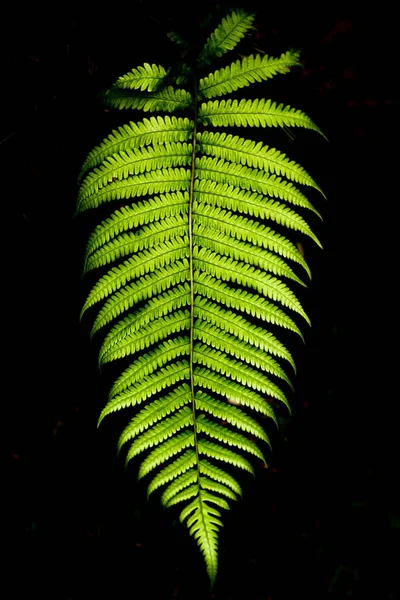 Vertical Shot Fern Leaves Dark Background — Stock Photo, Image