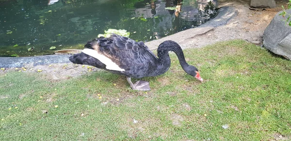 湖の隣に立つ黒鳥 — ストック写真