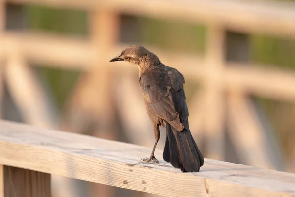 Closeup Gray Spray Perched Wooden Handrail Outdoors — Photo