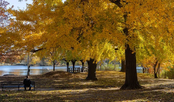 Man Sitting Alone Bench Yellow Great Trees Season Autumn Watching — Stock Photo, Image