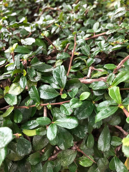 Parkta güneş ışığı altında yeşil yaprakların yakın çekimi.