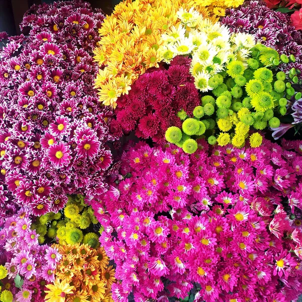 Closeup Colorful Flowers Park — Stock Photo, Image