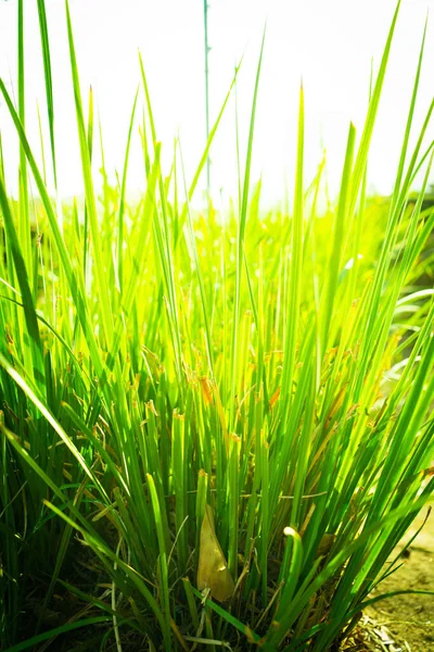 Bright Green Plant Basking Sun — Stock Photo, Image