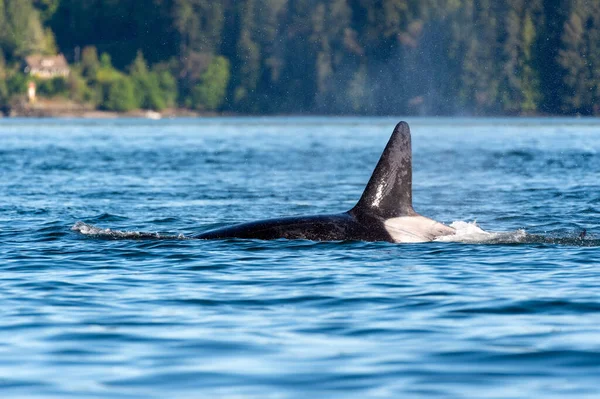 Transient Orca Whale Ocean Gulf Islands Vancouver British Columbia Canada — Stock Photo, Image