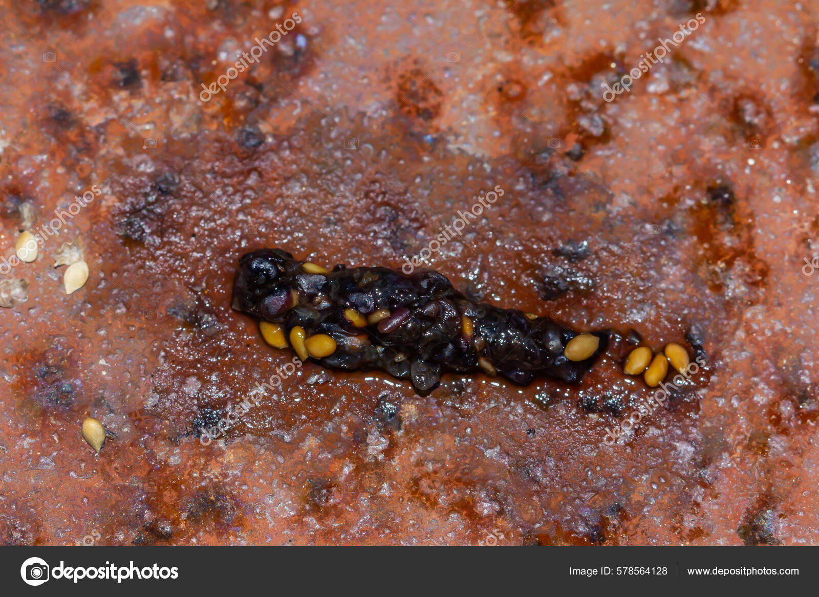 Weasel Mustela Nivalis Fresh Droppings Rusty Sheet Metal Stock Photo by  ©wirestock_creators 578564128