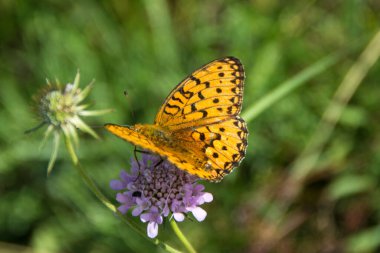 Speyeria aglaja (Dark Green Fritillary), Rtanj in Serbia