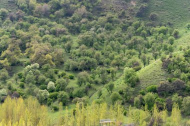 A beautiful shot of green fruit trees with yellow tall grass on a sunny day in a Wild fruit forest