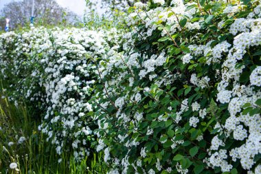 A closeup of Spiraea japonica flowers in a park