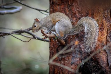 A closeup of the eastern gray squirrel, Sciurus carolinensis on the tree branch. Shallow focus.