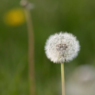 Bulanık arkaplanda bir karahindibanın yakın plan çekimi.