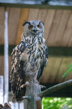A vertical shot of a Eurasian eagle-owl perched on a tree stump