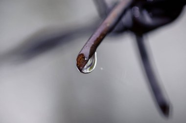 A steel barbed wire with water drops on blurred background in Csacsi arboretum in Zalaegerszeg, Hungary