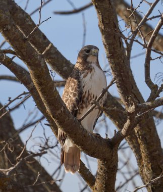 A vertical shot of a sharp-shinned hawk sitting on the branch of a tree