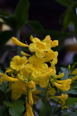A vertical shot of vibrant yellow elder flowers growing in a garden surrounded by lush green leaves