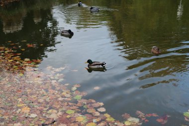 A beautiful shot of ducks swimming in the pond with fallen dry leaves