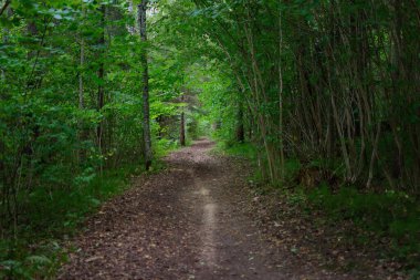 A beautiful landscape of a trail in a green dense forest