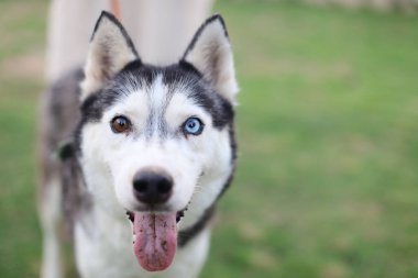 A closeup of the Siberian Husky on the green lawn in the park. Selected focus.