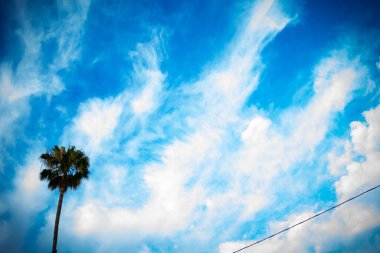 A bright blue sky with a palm tree and single power line perfect for a background image