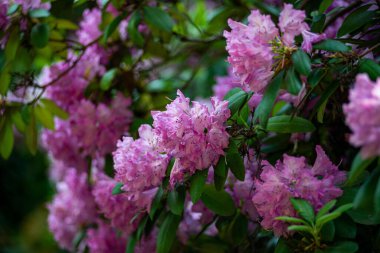 Bahçedeki Hymenanthes çiçeklerine yakın çekim