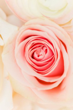 Güllü bir gelin buketinin yakın çekimi