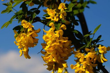 Common laburnum flowers in sunlight against a blue sky. Close-up with nice contrast and details.