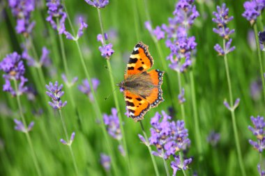 A closeup shot of a small tortoiseshell (Aglais urticae) in a field with purple flowers