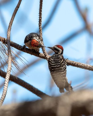 A selective of white-backed woodpeckers (Dendrocopos leucotos) on a branch