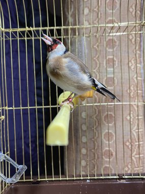 Küçük bir kafesin içinde tek bir GoldFinch kuşu.