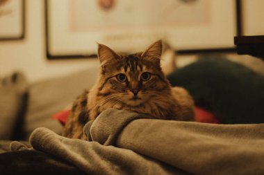 Güzel bir kedi bir odada kanepede yatar ve dinlenir.