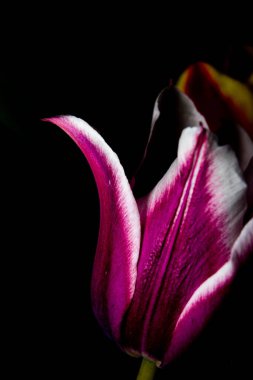A closeup shot of a Lily Flowered tulip isolated on a black background