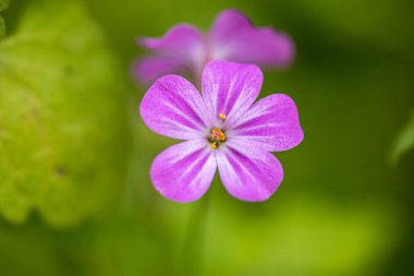 Herb Robert Flowers 'ın Zalaegerszeg, Macaristan' daki Csacsi botanik bahçesindeki bulanık arkaplan fotoğrafı.