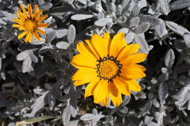 A closeup shot of treasure flowers blossoming in the garden